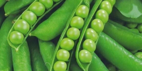 Alfa povrtni grašak: opis sorte, ukus, prinos